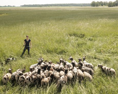 Sheep with shepherd in moor