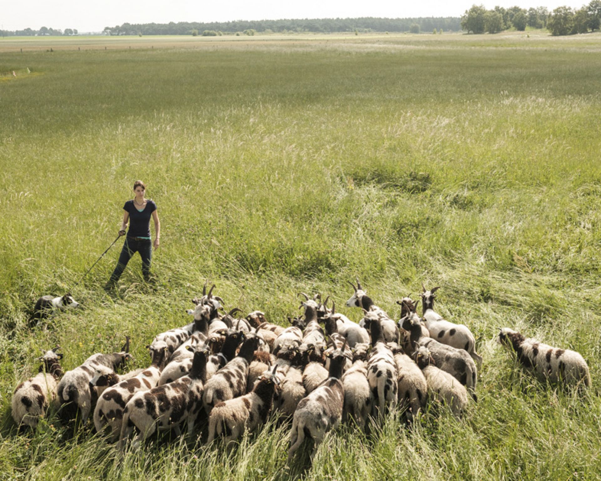 Sheep with shepherd in moor